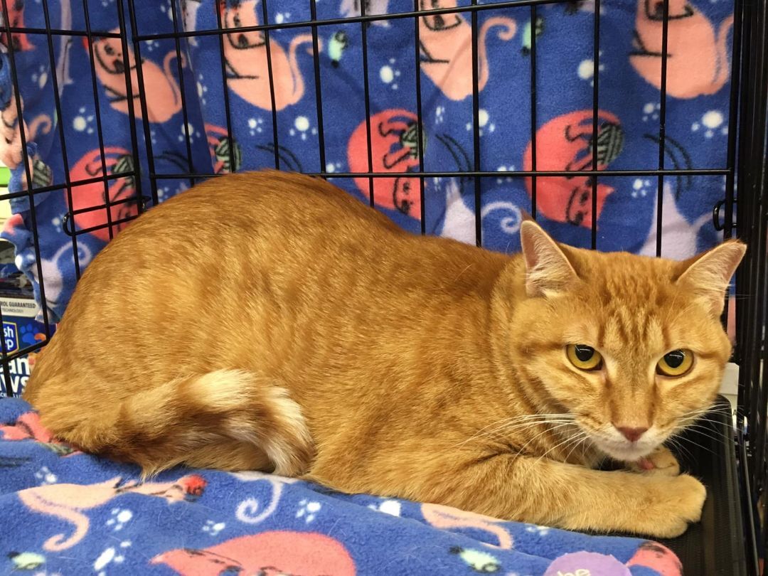 Peanut, a Adoptable Domestic Short Hair in College Station, TX image 2/4