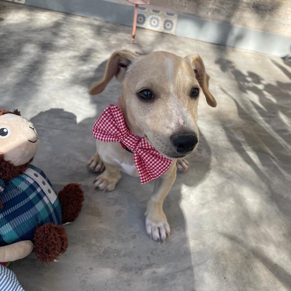 Ito, adopted, Puppy Male Chihuahua & Terrier.