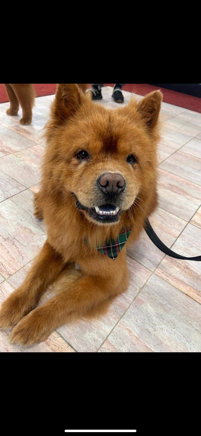 Enlarge Dozer , an adopted Chow Chow in Greensburg, PA image 1/3