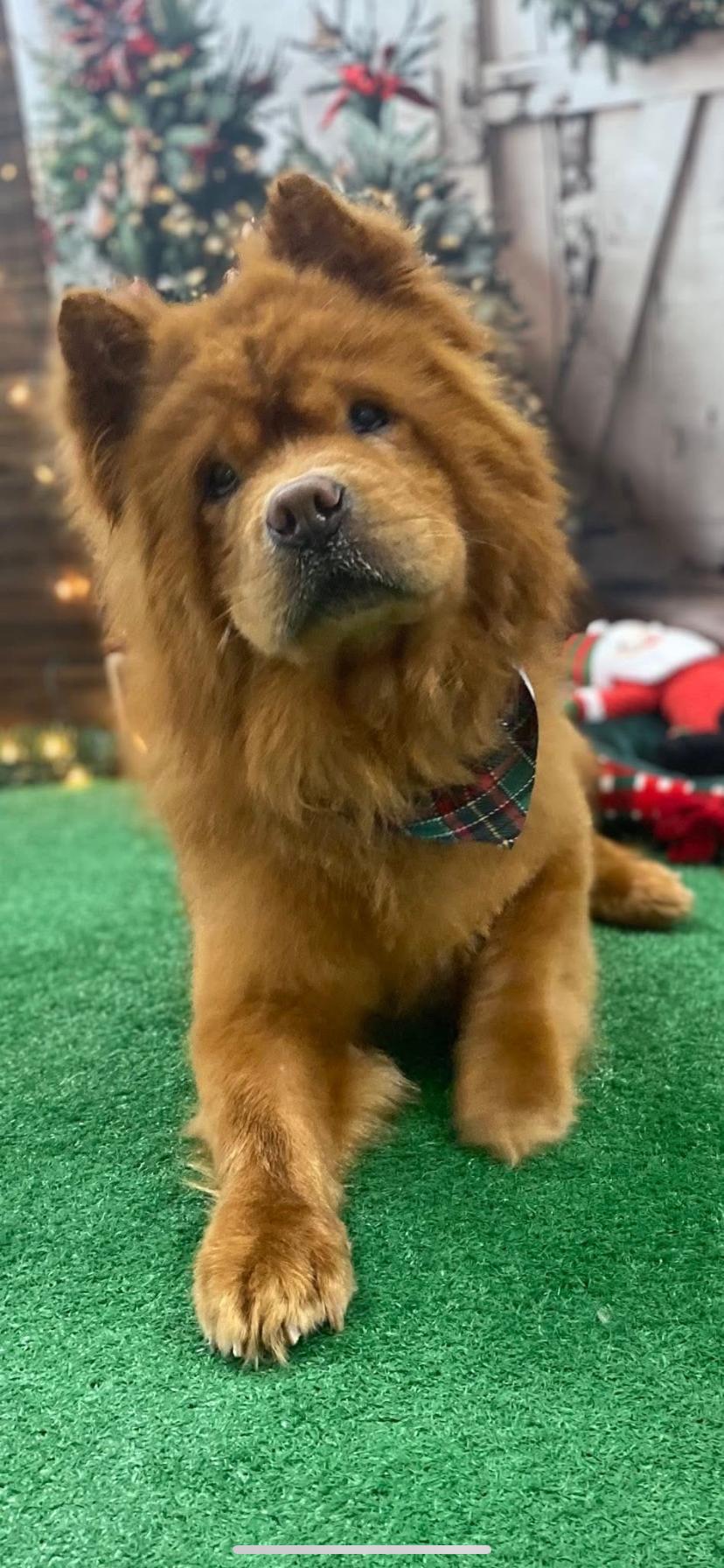 Enlarge Dozer , an adopted Chow Chow in Greensburg, PA image 2/3