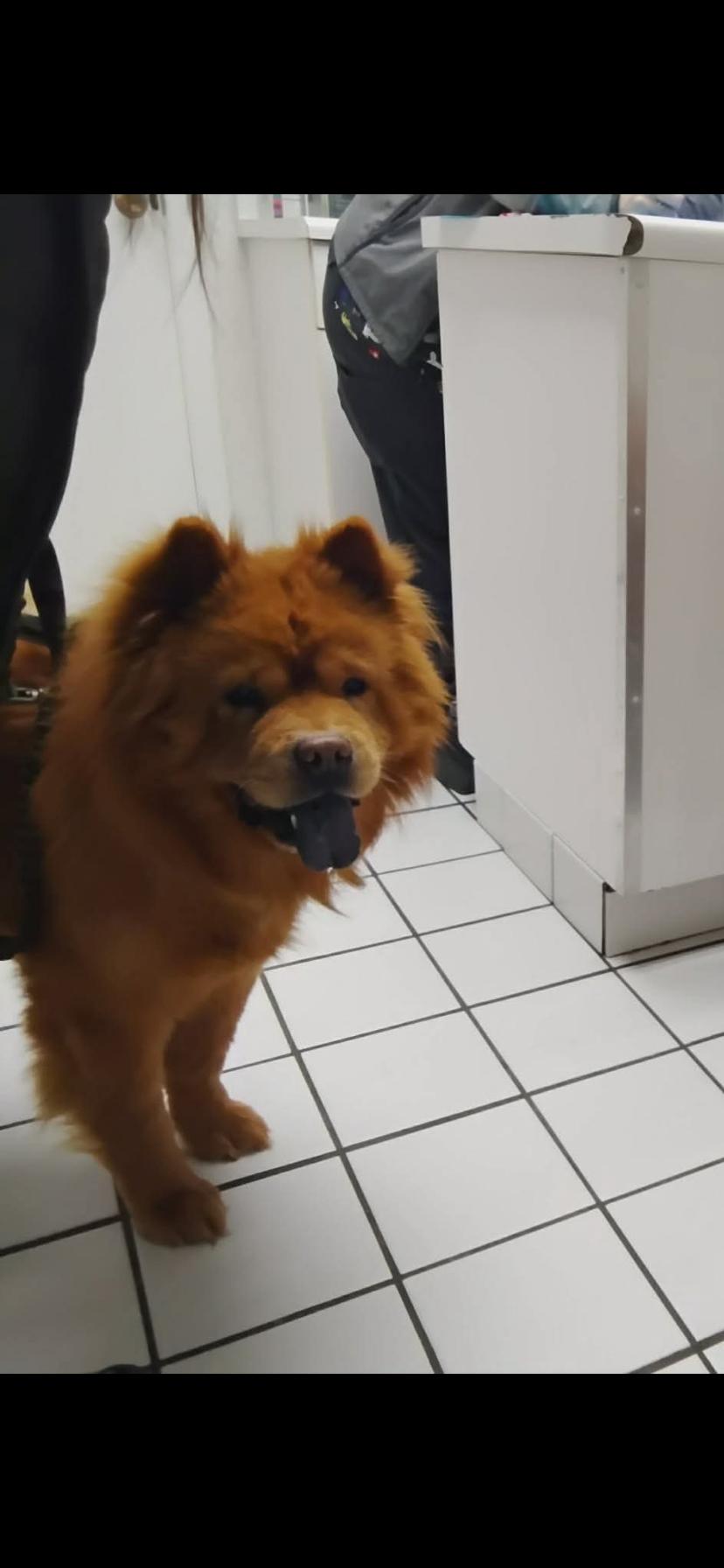 Enlarge Dozer , an adopted Chow Chow in Greensburg, PA image 3/3