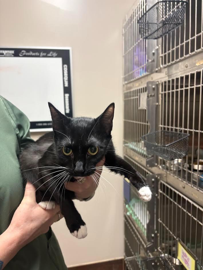 Leslie Lulu, Adoptable, Kitten Female Domestic Short Hair.