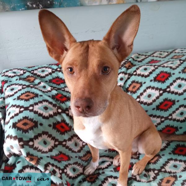 Nala, Adoptable, Adult Female Shepherd.