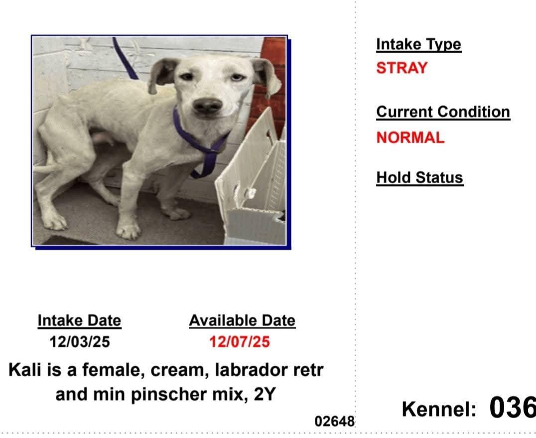 Enlarge kali , a Adoptable mixed breed in Palm Desert, CA image 6/6