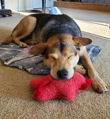 Rascal, Adoptable, Young Male Shepherd.