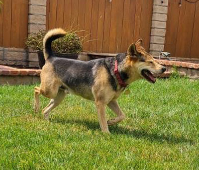 Rascal — thumbnail 3