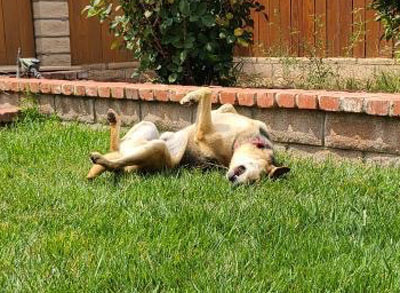 Rascal, a Adoptable mixed breed in Santa Paula, CA image 4/12