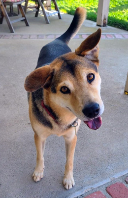 Rascal, a Adoptable mixed breed in Santa Paula, CA image 5/12