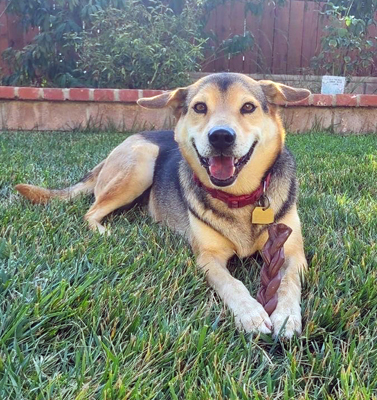 Rascal, a Adoptable mixed breed in Santa Paula, CA image 6/12