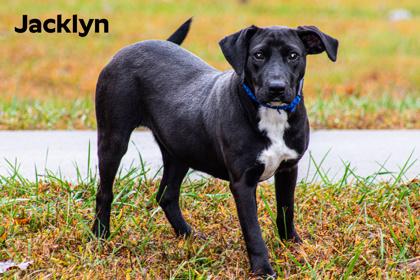 Enlarge Jacklyn, a Adoptable mixed breed in Clayton, GA image 2/2
