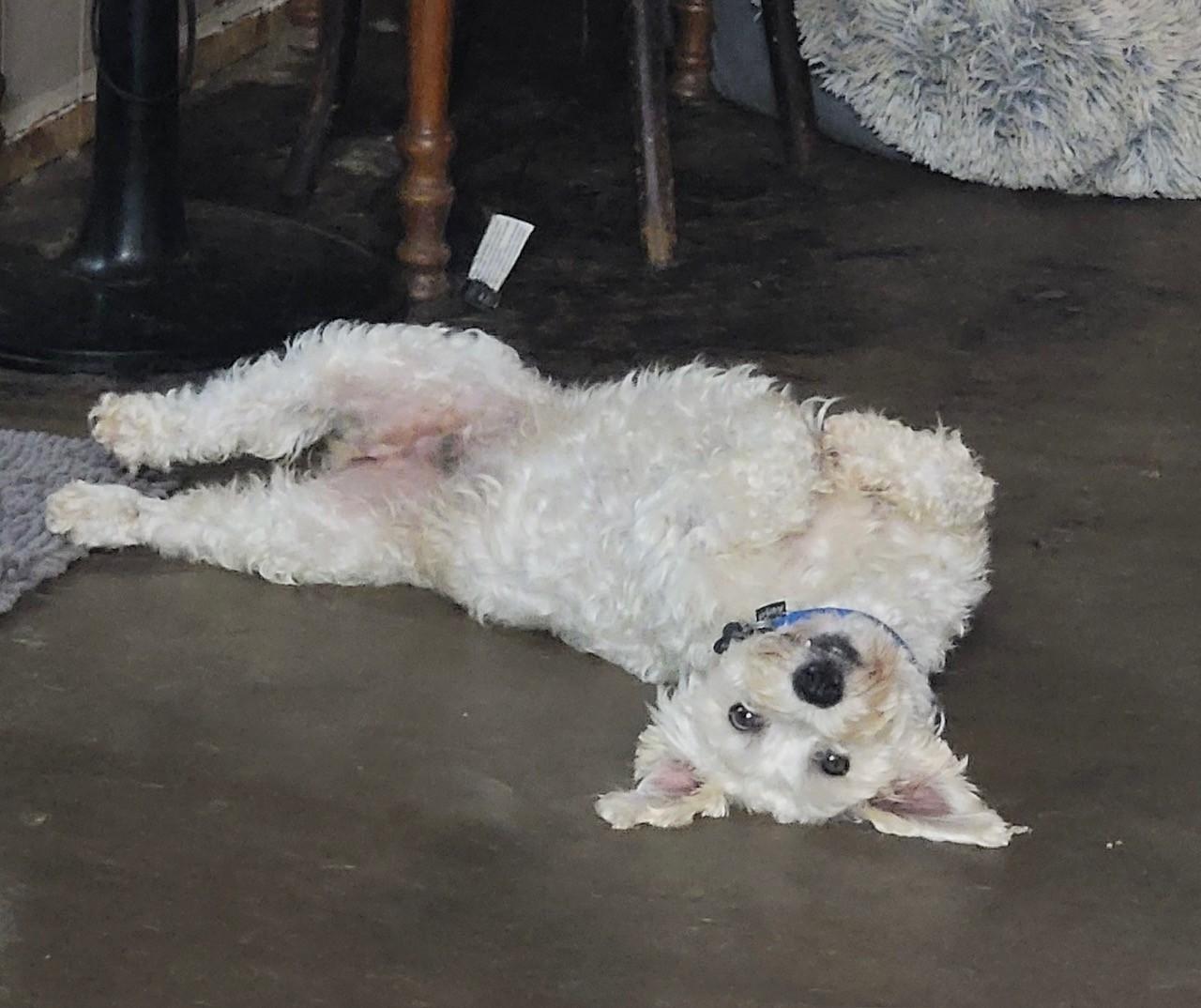 ROCKO, a ADOPTABLE mixed breed in fort worth, TX image 1/6