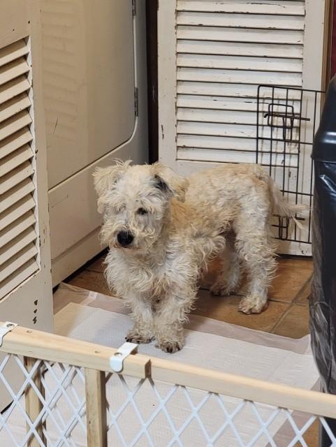 Enlarge ROCKO, a ADOPTABLE mixed breed in fort worth, TX image 2/5