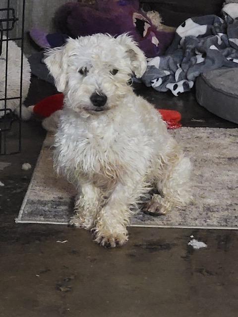 Enlarge ROCKO, a ADOPTABLE mixed breed in fort worth, TX image 3/5