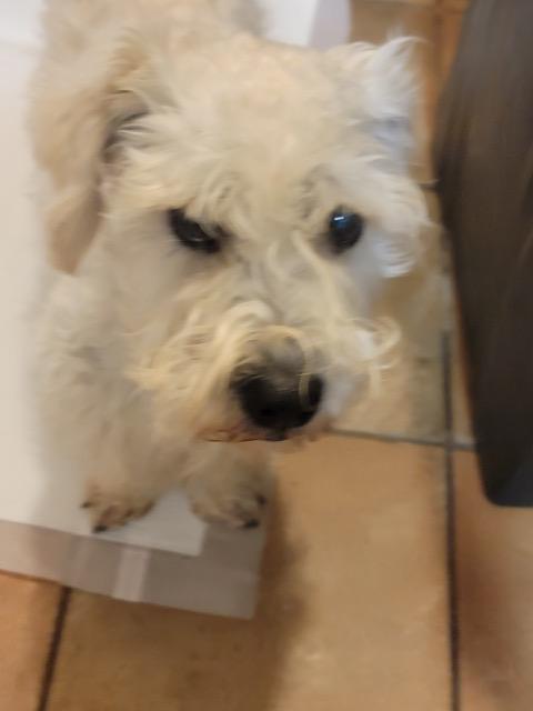 Enlarge ROCKO, a ADOPTABLE mixed breed in fort worth, TX image 1/5