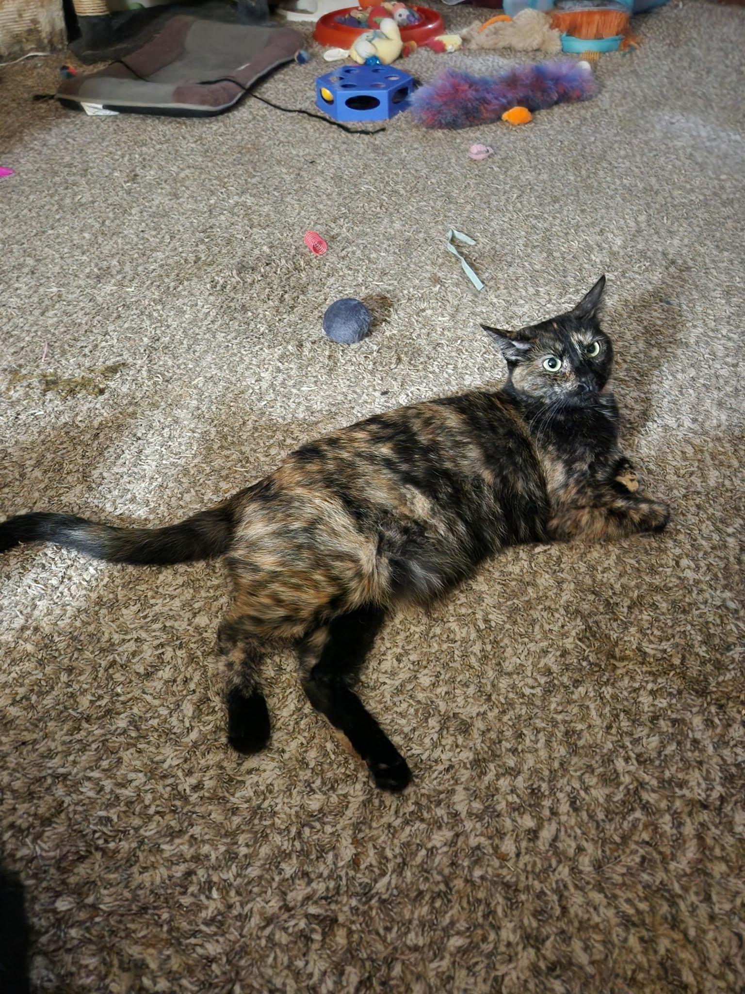 Enlarge Bella, a Adoptable Calico in Washington, IN image 1/1