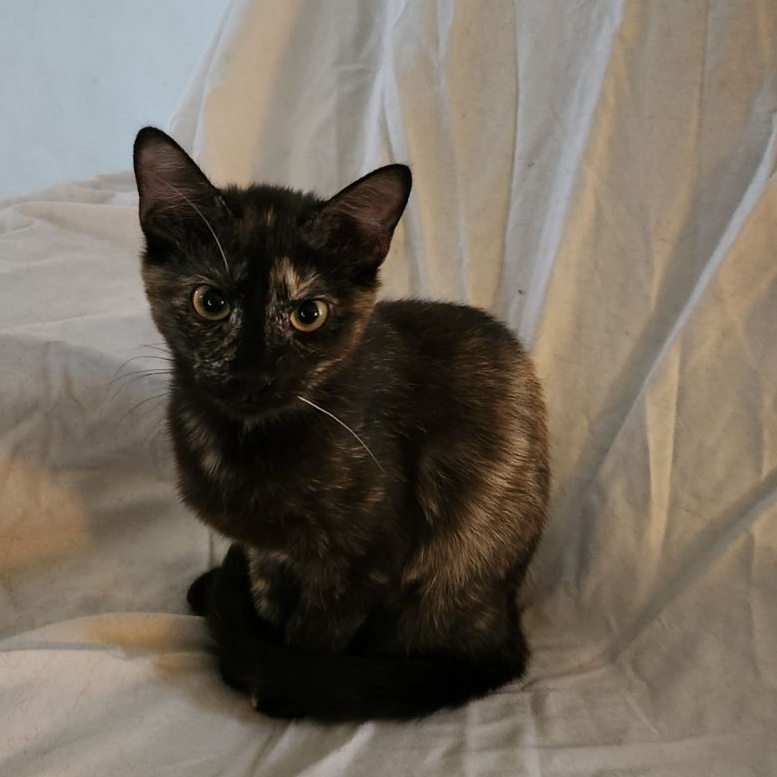 Bella, an adoptable Calico in Washington, IN_image-1