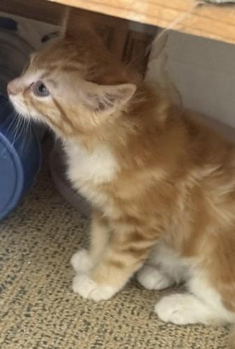 Enlarge Scotty - Four White Socks and Endless Charm, an adopted Domestic Medium Hair in Prescott, AZ image 2/5