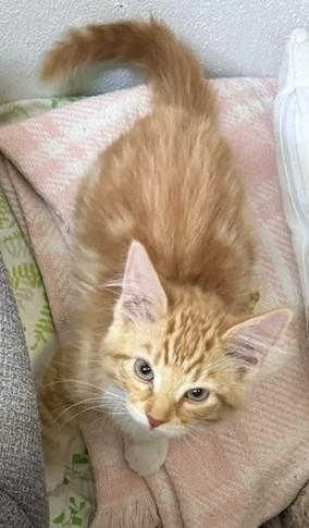 Enlarge Scotty - Four White Socks and Endless Charm, an adopted Domestic Medium Hair in Prescott, AZ image 5/5