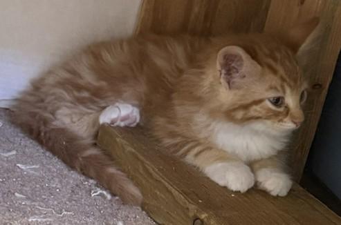Enlarge Scotty - Four White Socks and Endless Charm, an adopted Domestic Medium Hair in Prescott, AZ image 3/5