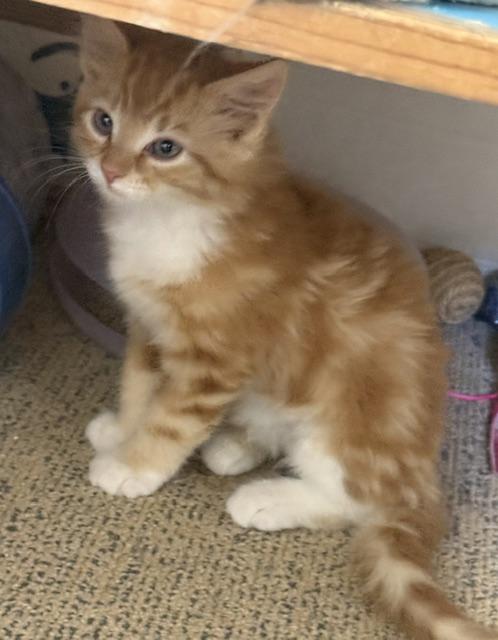 Enlarge Scotty - Four White Socks and Endless Charm, an adopted Domestic Medium Hair in Prescott, AZ image 1/5