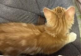 Enlarge Scotty - Four White Socks and Endless Charm, an adopted Domestic Medium Hair in Prescott, AZ image 4/5