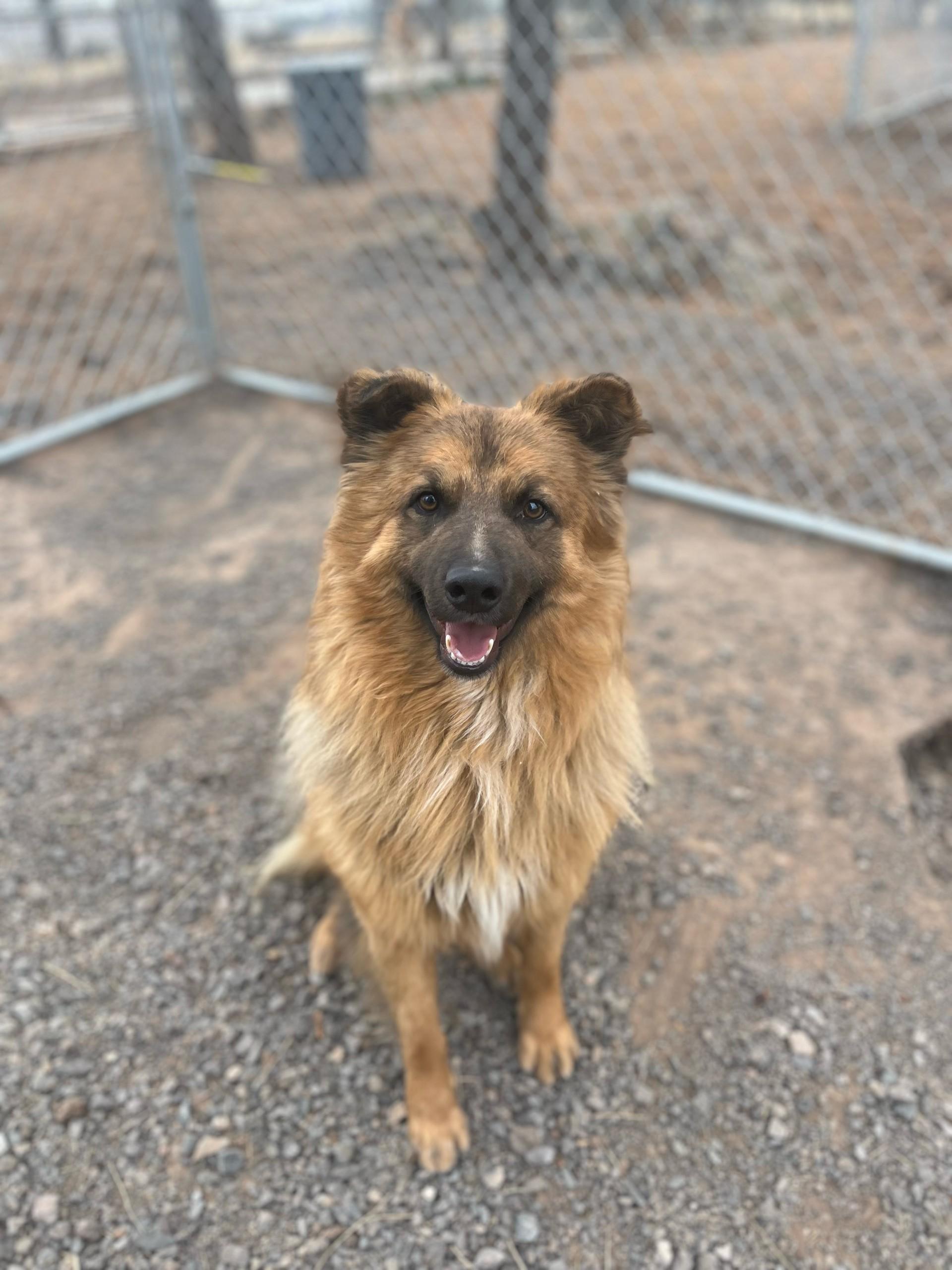 Charlie, Adult Male Australian Shepherd