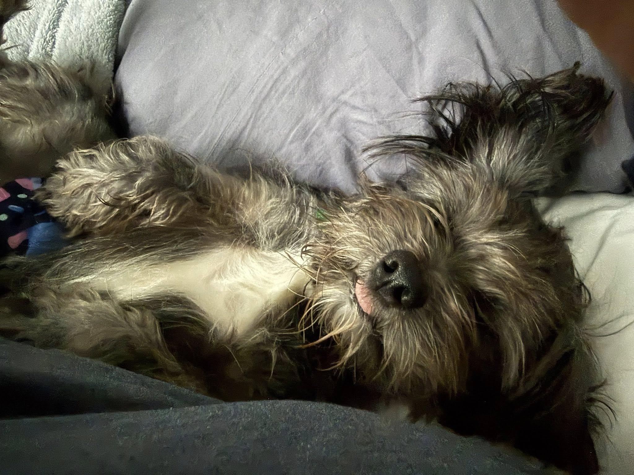 Toto, an adopted mixed breed in Williamsburg, VA image 1/6