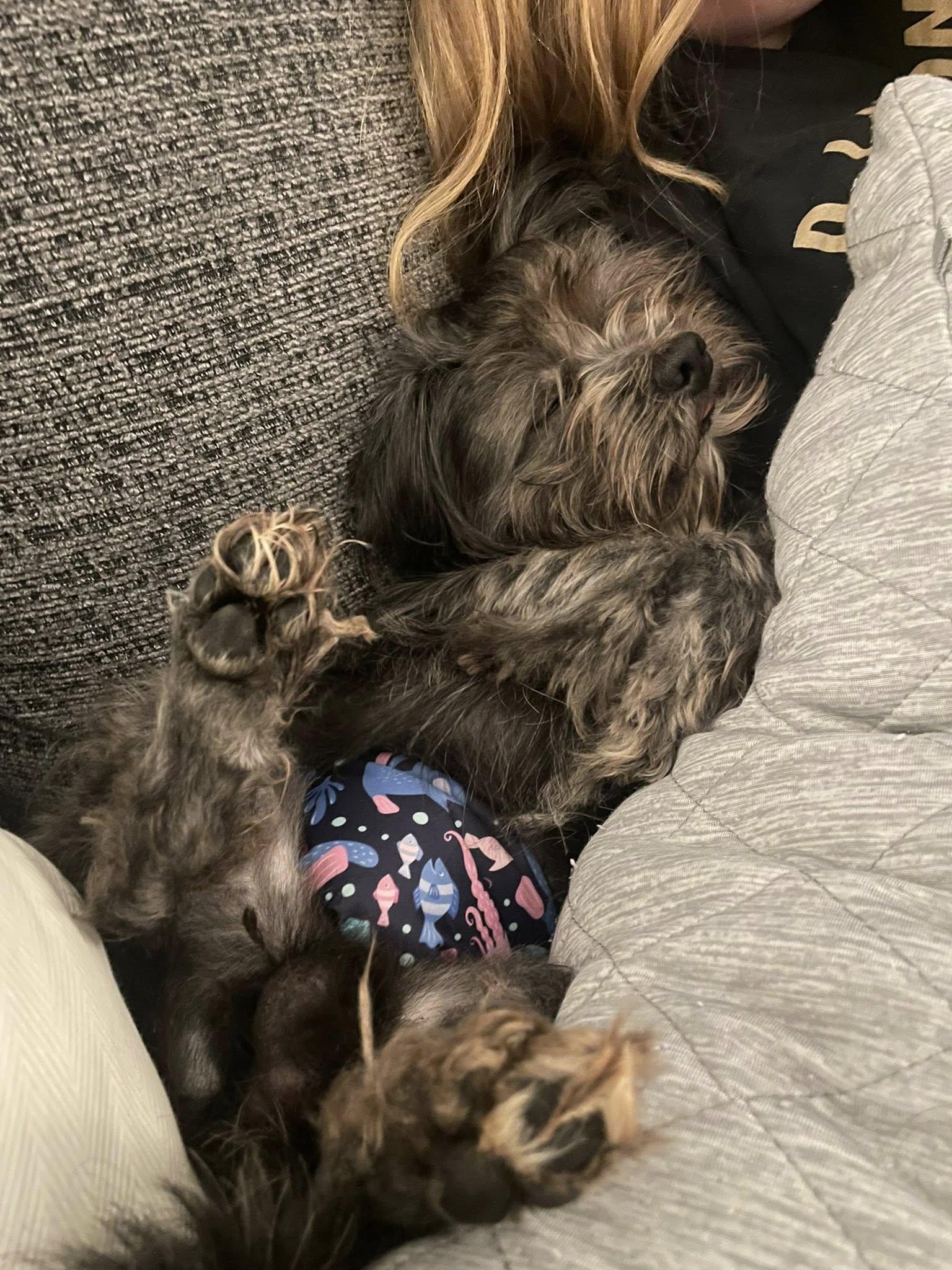 Toto, an adopted mixed breed in Williamsburg, VA image 2/6