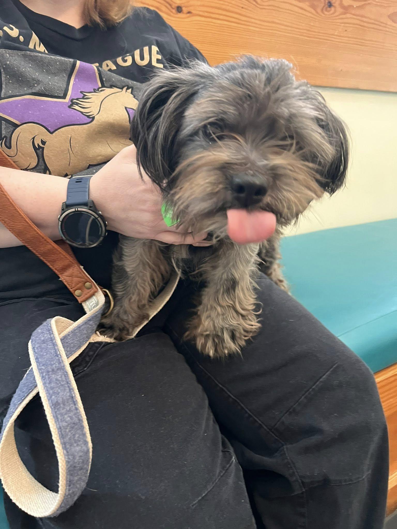 Toto, an adopted mixed breed in Williamsburg, VA image 3/6