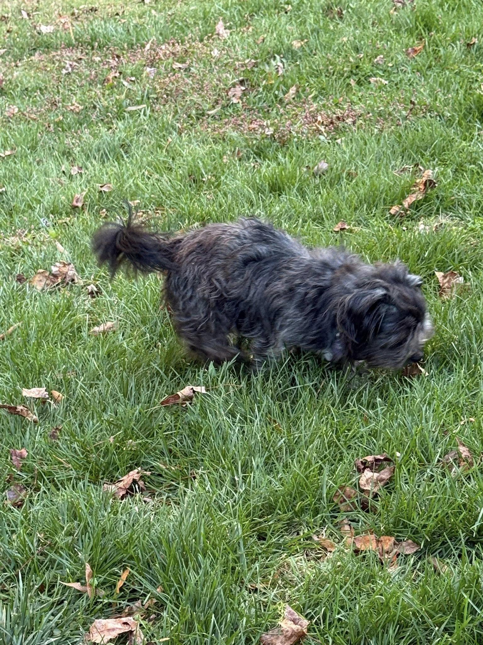 Toto, an adopted mixed breed in Williamsburg, VA image 4/6