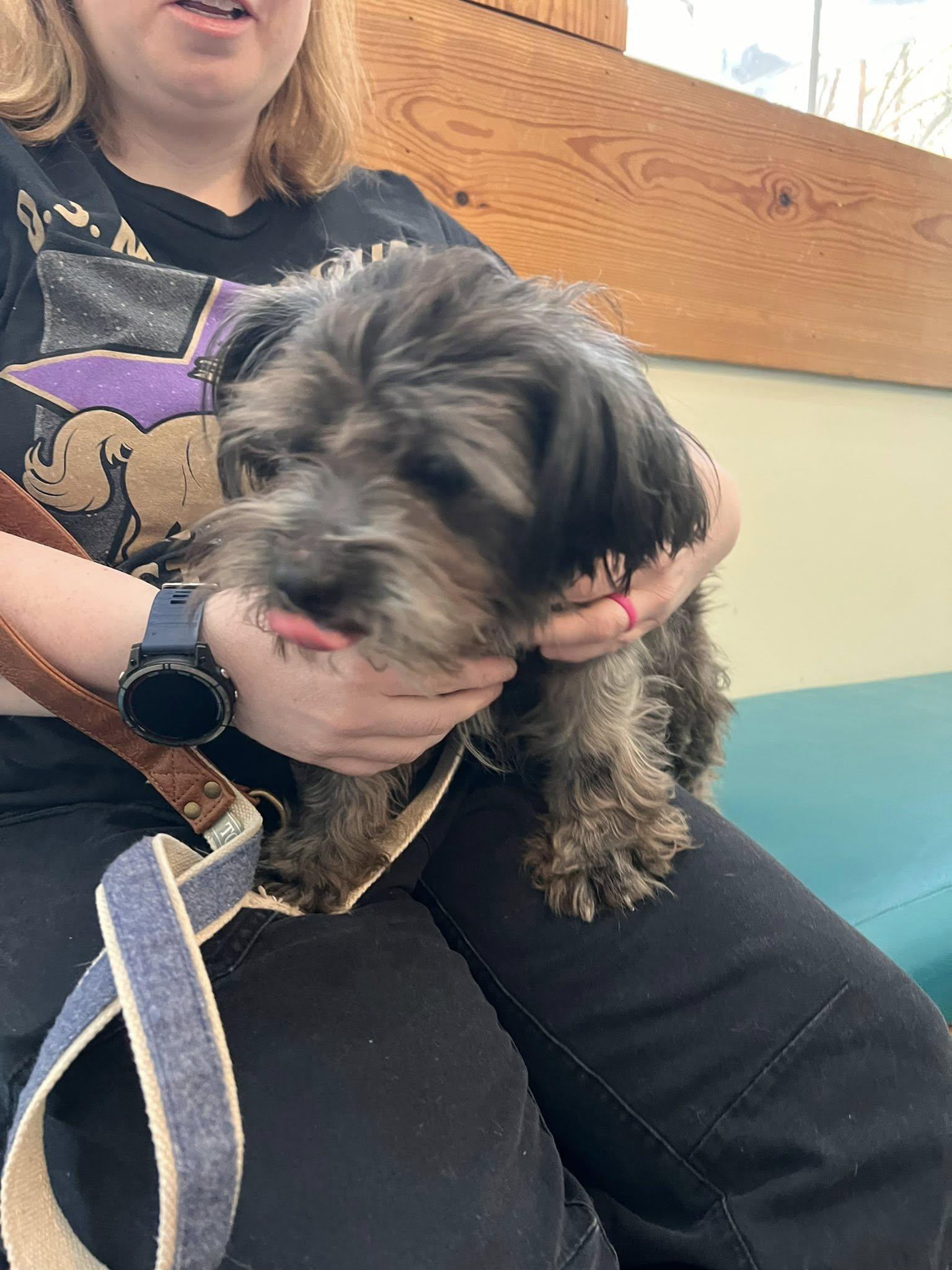 Toto, an adopted mixed breed in Williamsburg, VA image 5/6