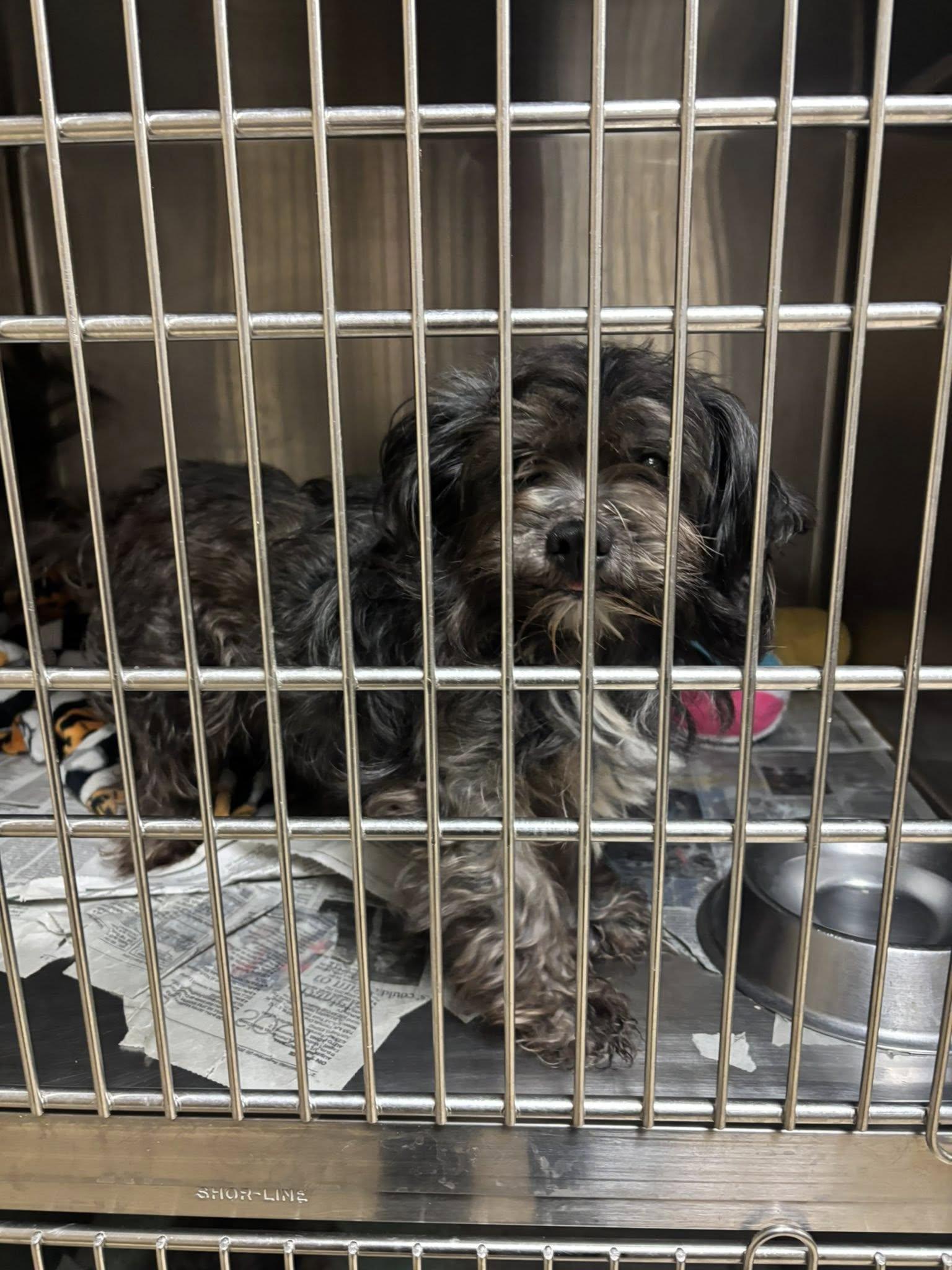 Toto, an adopted mixed breed in Williamsburg, VA image 6/6