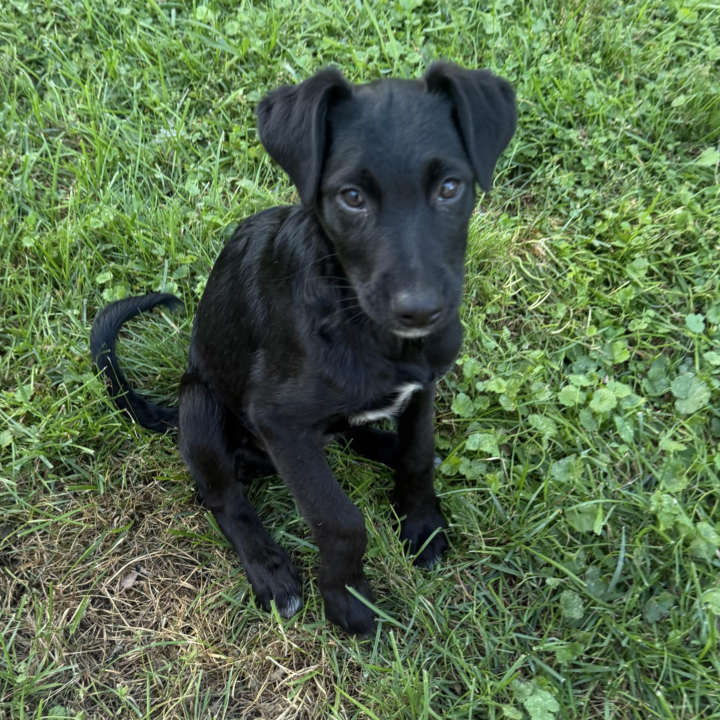 Enlarge Poppy, a Adoptable mixed breed in St Clair Shores, MI image 3/6