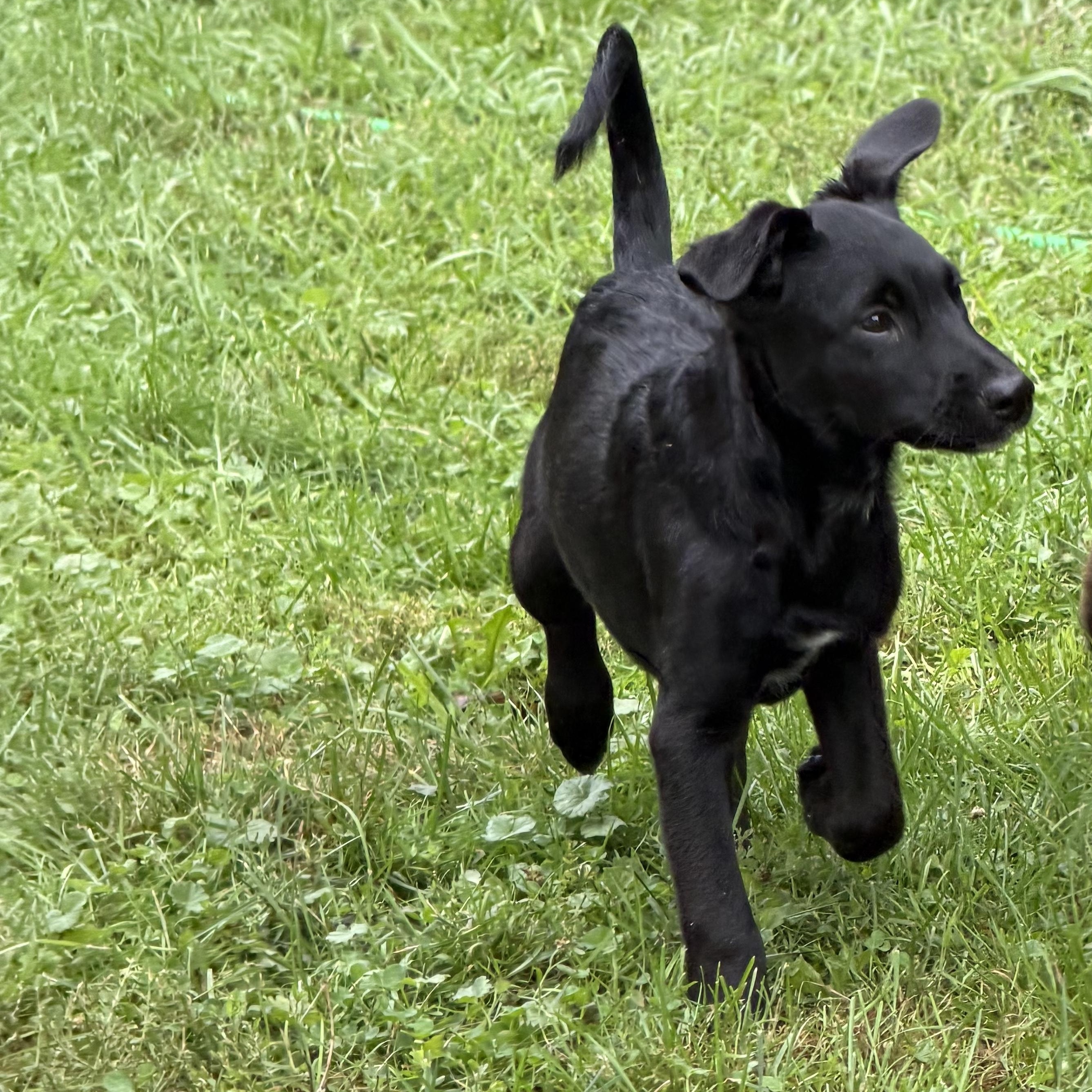 Enlarge Poppy, a Adoptable mixed breed in St Clair Shores, MI image 4/6