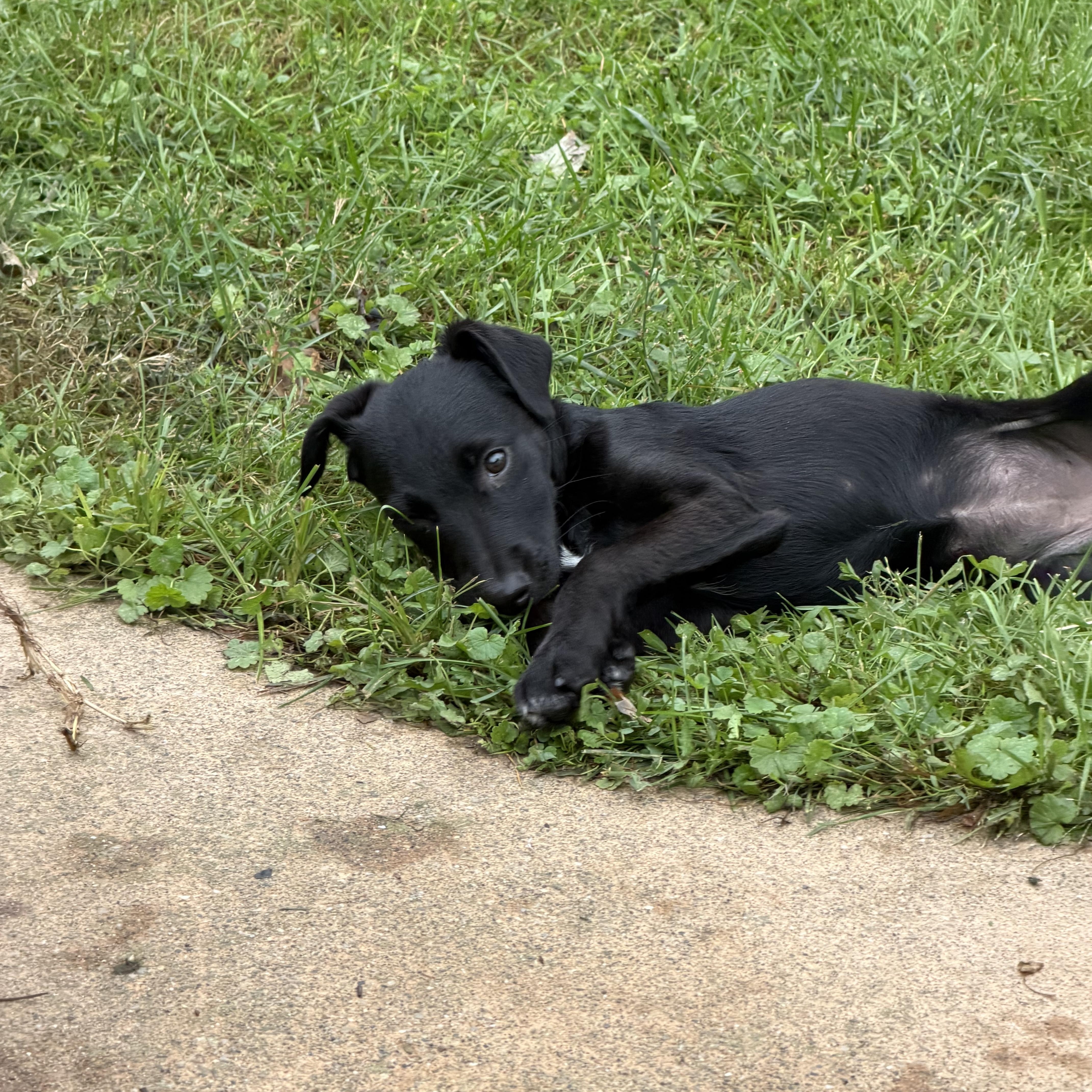 Enlarge Poppy, a Adoptable mixed breed in St Clair Shores, MI image 5/6