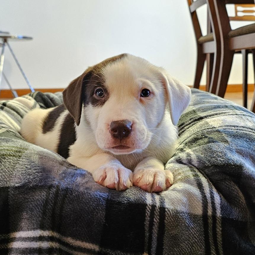 Eggs Benedict, Adoptable, Puppy Male Shepherd & Mixed Breed.