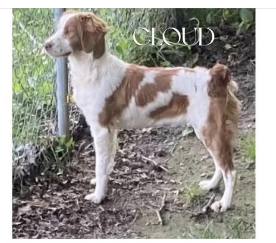 Enlarge TN/SOPHIE, a Adopted Brittany Spaniel in Baldwinsville, NY image 1/2