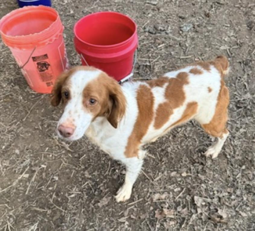 Enlarge TN/SOPHIE, a Adopted Brittany Spaniel in Baldwinsville, NY image 2/2