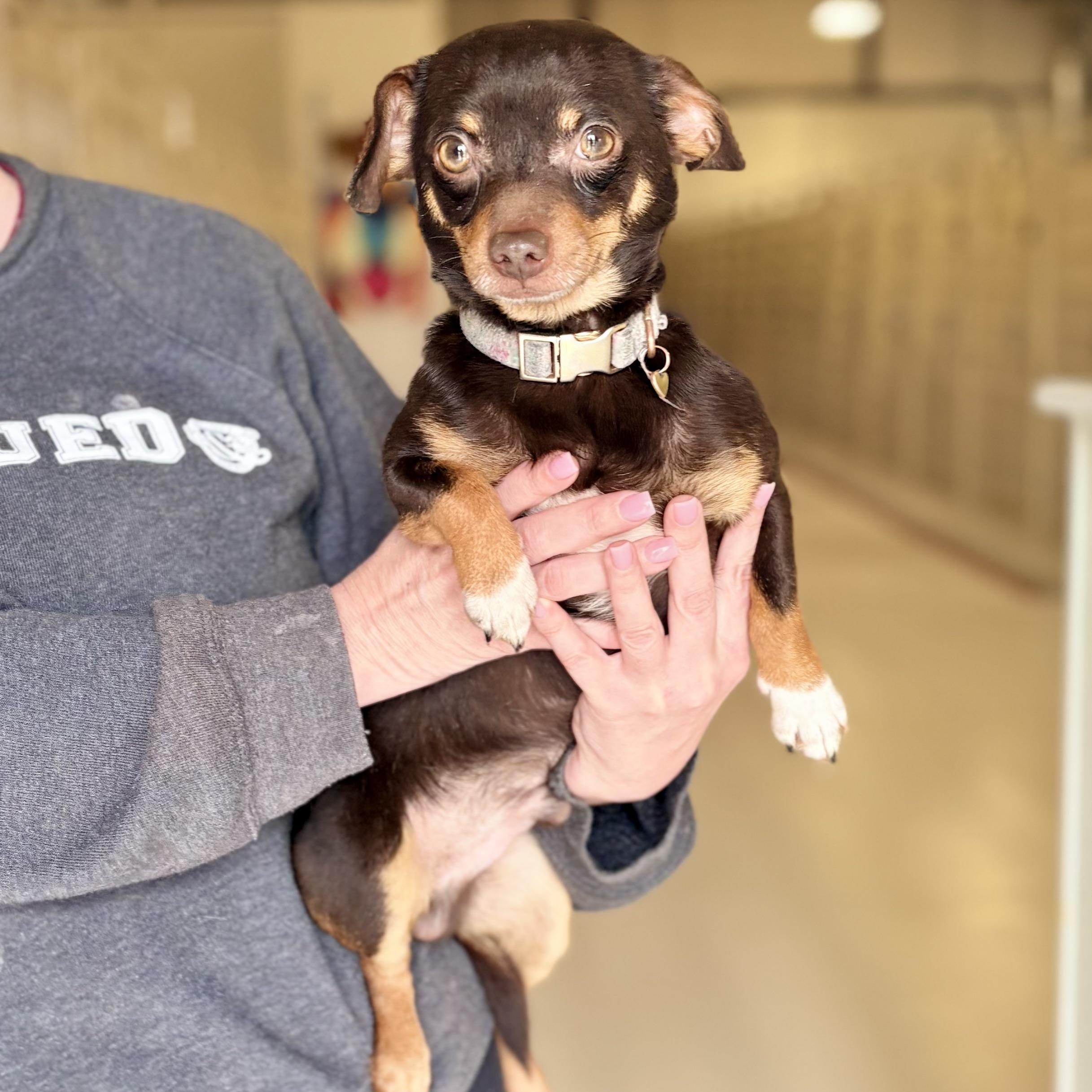 Enlarge Lovebug, an adopted mixed breed in Chicago, IL image 1/1