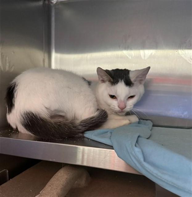 PI DAY, Adoptable, Young Male Domestic Short Hair.