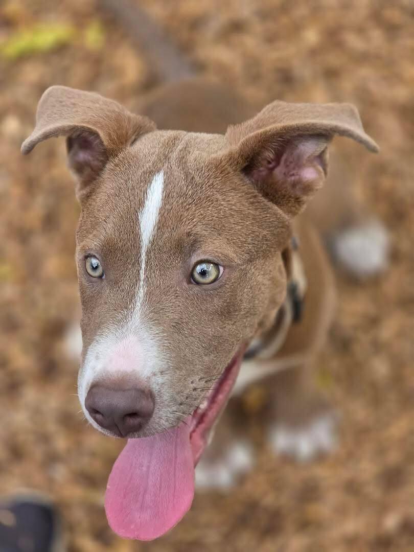 Enlarge Billy, a Adoptable mixed breed in San Rafael, CA image 2/5