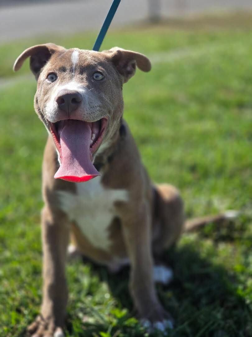 Billy, Adoptable, Puppy Male Pit Bull Terrier & Pointer.