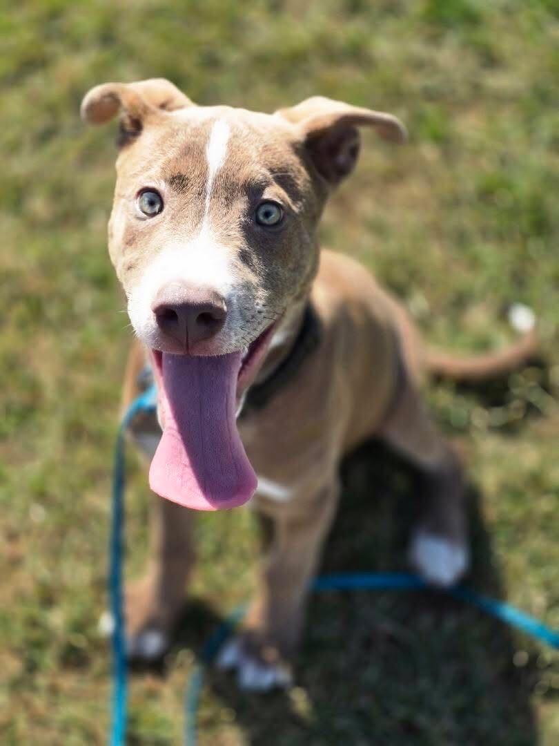 Enlarge Billy, a Adoptable mixed breed in San Rafael, CA image 5/5