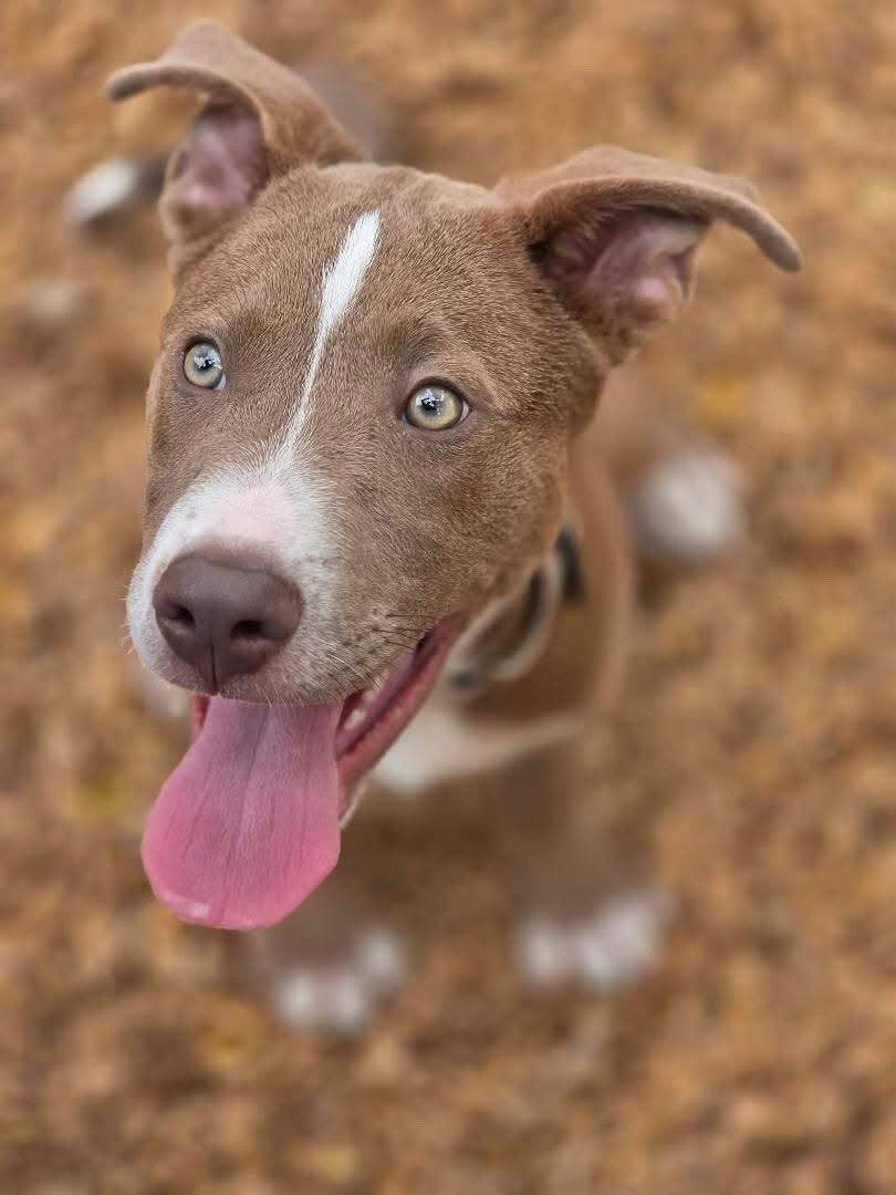 Enlarge Billy, a Adoptable mixed breed in San Rafael, CA image 4/5