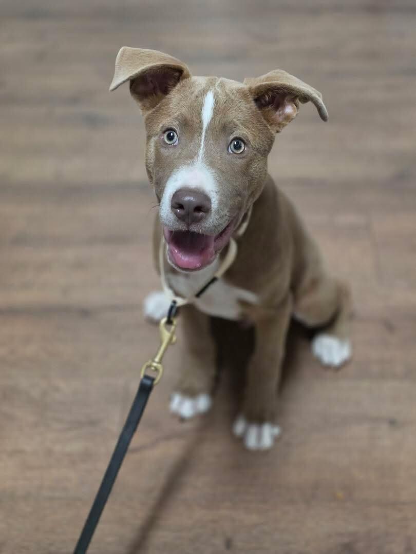 Enlarge Billy, a Adoptable mixed breed in San Rafael, CA image 3/5