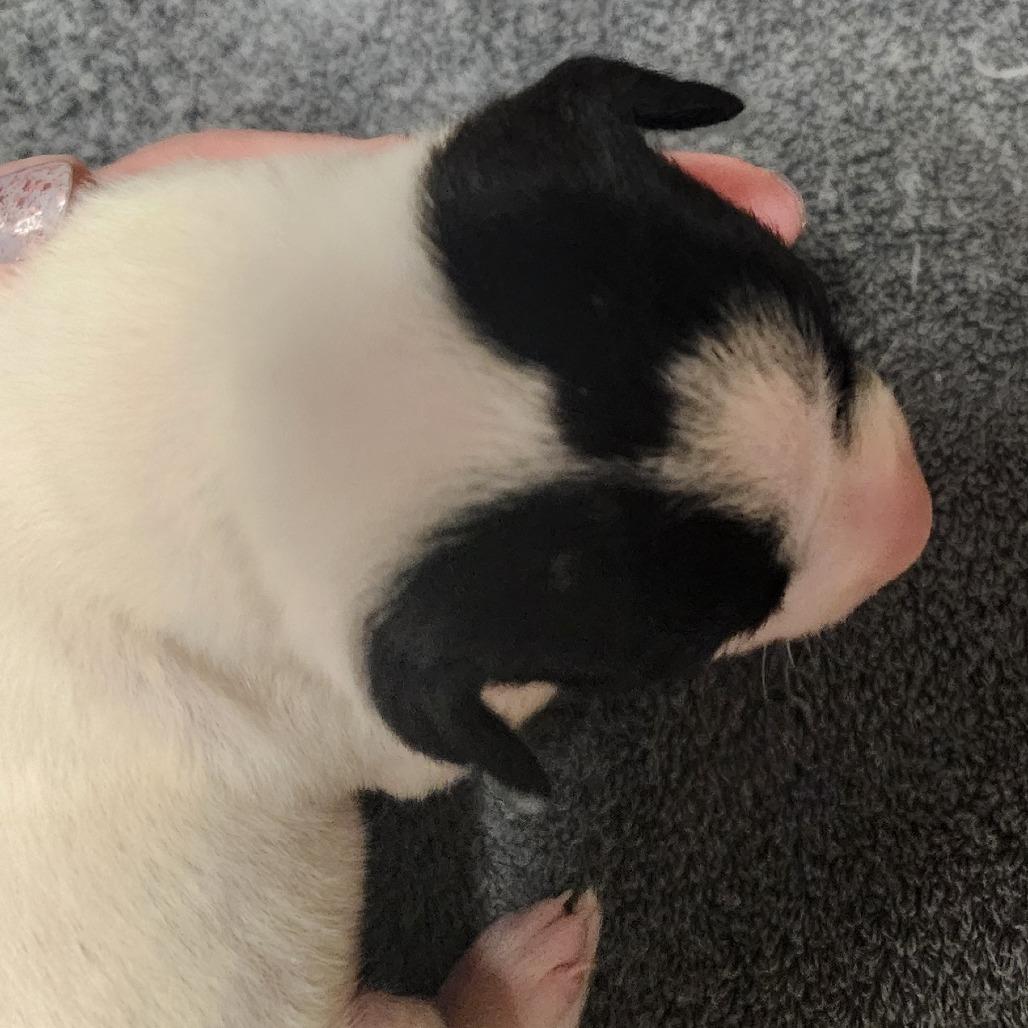 Tackle, Adoptable, Young Male Pit Bull Terrier & Mixed Breed.