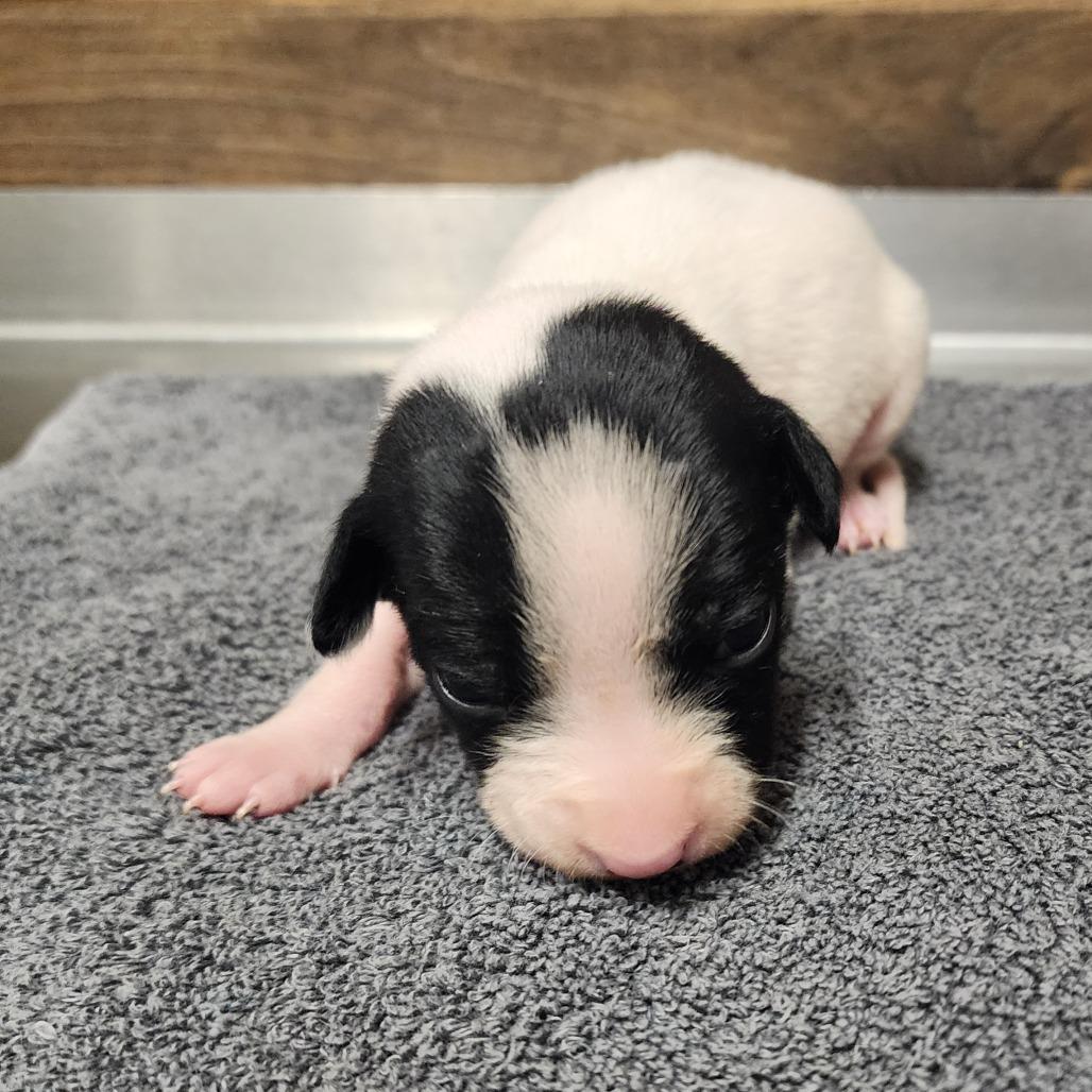 Tackle (Dobby), a Adoptable mixed breed in Evensville, TN image 2/6