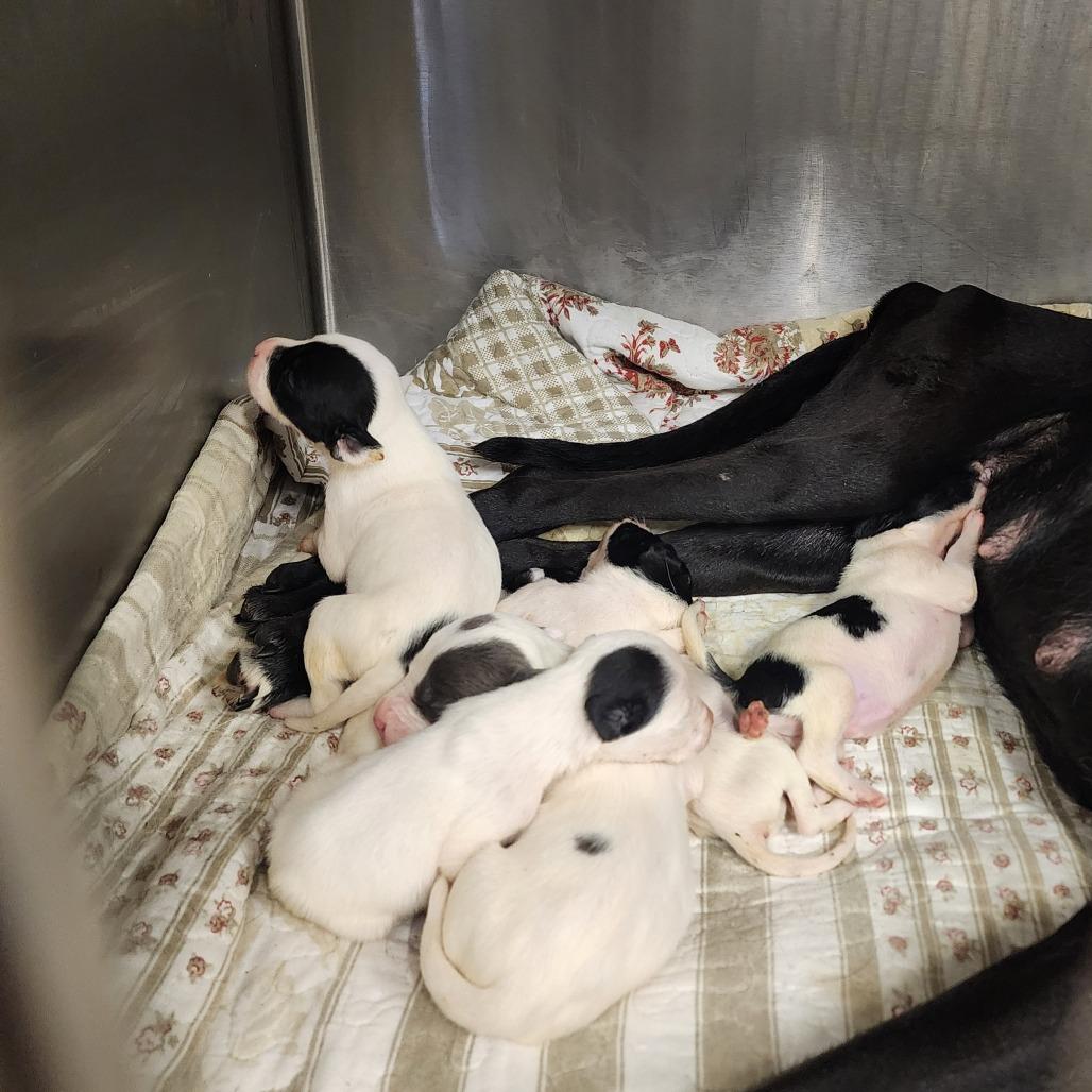 Tackle (Dobby), a Adoptable mixed breed in Evensville, TN image 4/6