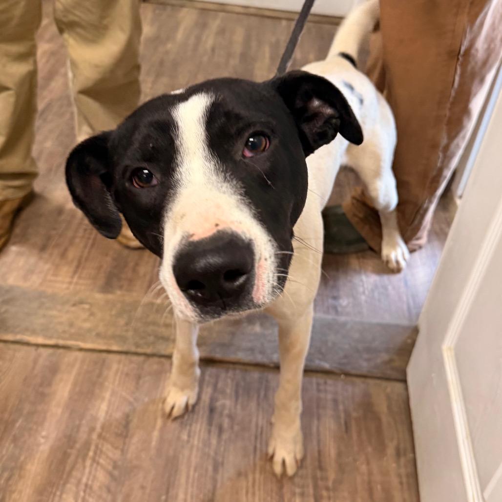 Tackle (Dobby), a Adoptable mixed breed in Evensville, TN image 5/6