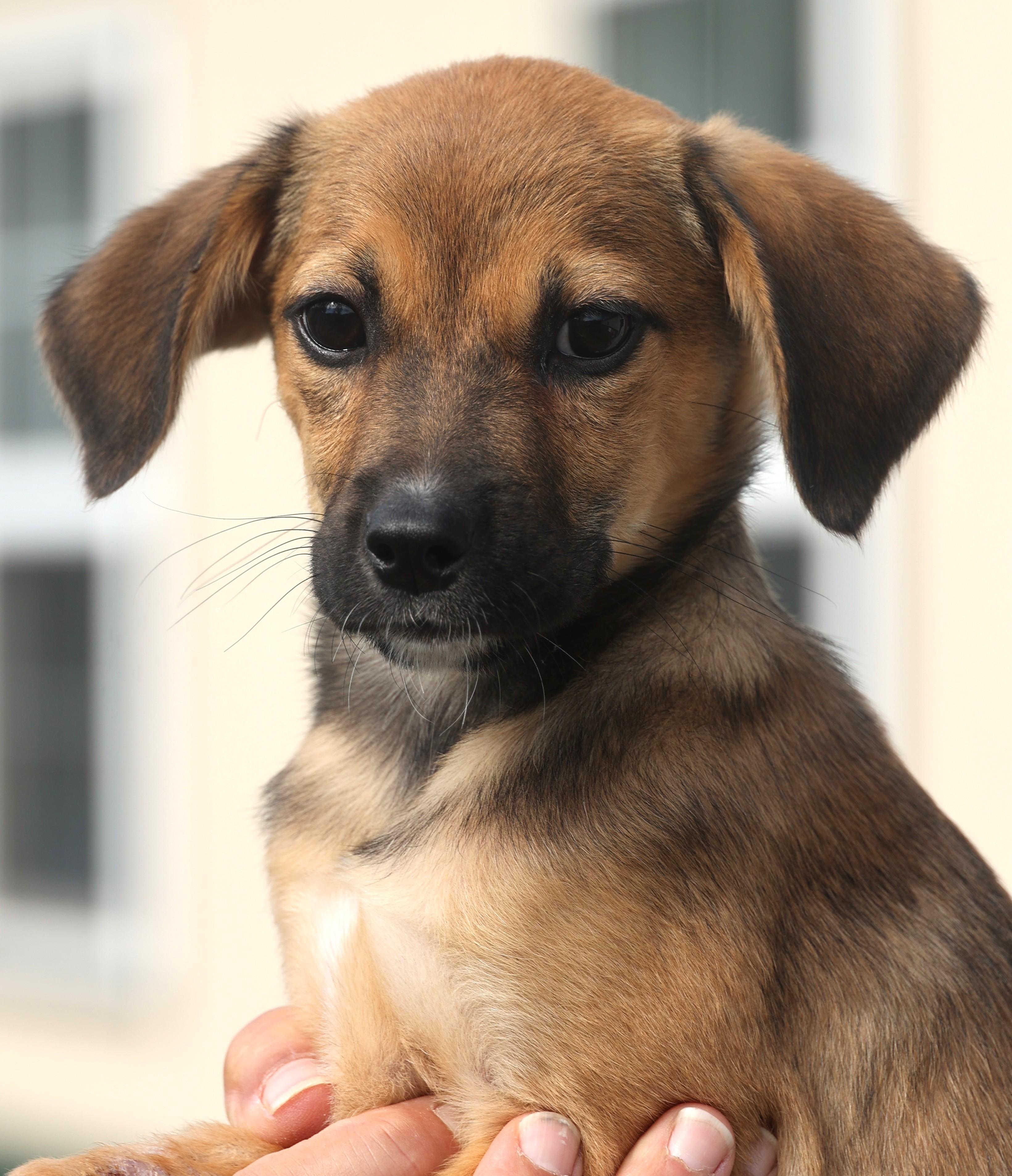 Quimby-Available! www.lhar.dog to apply!